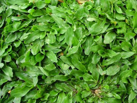  PEARL GRASS