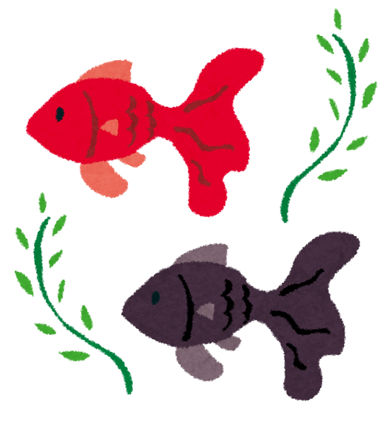 暑中お見舞いのイラスト 金魚 かわいいフリー素材集 いらすとや 暑中お見舞いのイラスト 金魚 かわいいフリー素材集 いらすとや