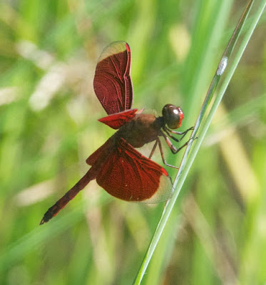 Neurothemis sp