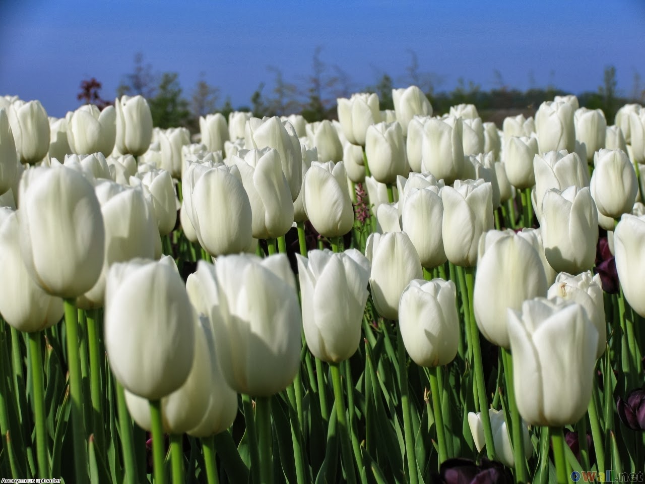 Gambar Bunga Tulip Putih : Kumpulan Gambar - Gambar 