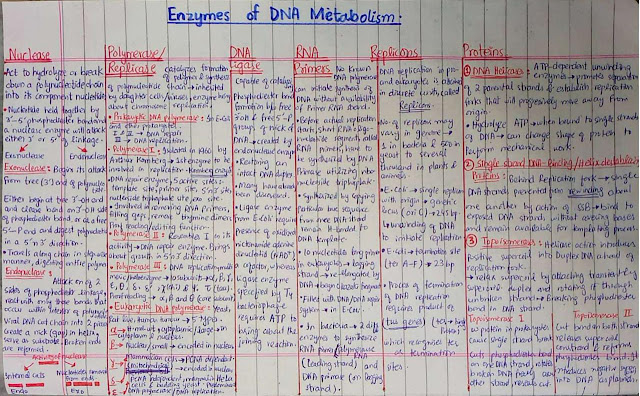 Enzymes of DNA Metabolism
