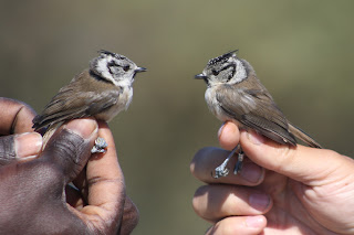 Juvenile Crested Tit