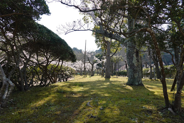 鳥取県米子市西町　港山公園　満開のソメイヨシノ桜の風景