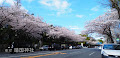 靖国神社と靖国通りの桜
