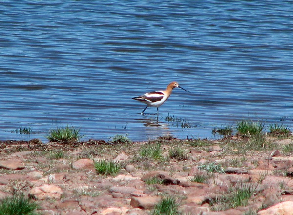American Avocet