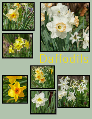 daffodils collage photo by mbgphoto