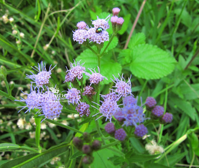 Eupatorium subhastatum Yerba del Charrúa