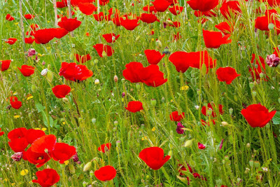 Red poppies in a meadow