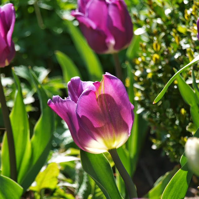 Lavendelblå tulipan i haven