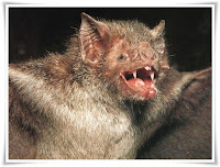 Vampire Bat Animal Pictures