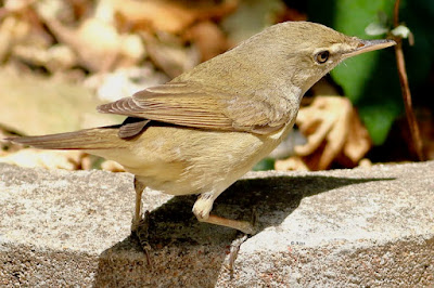 Blyth's Reed Warbler