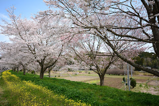 辰ノ口親水公園桜づつみ