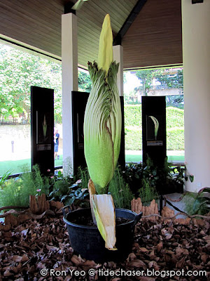 Titan Arum (Amorphophallus titanum)