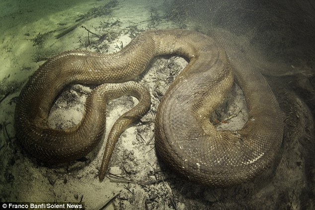 Inilah Ular Anaconda Raksasa Di Hutan Amazon Brazil
