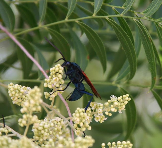 tarantula hawk, pepsis wasp