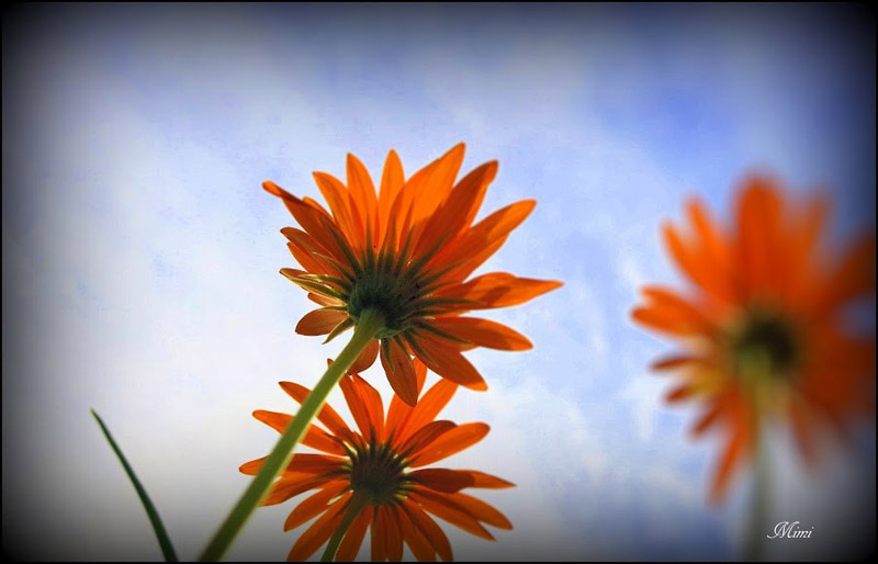 Beautiful orange flower in cloudy sky photography | 16 Beautiful Examples of Flower Photography | totally Cool pix | best Photographer | big picture | wallpaper