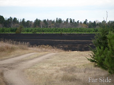 Burned area