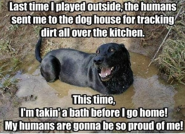 Funny animal captions - part 16 (30 pics), animal pics with captions, funny captions pics, animal captions, captioned animal pictures