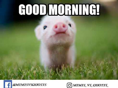 Inspirational Good Morning Meme Cute Awesome Greeting Hd Images