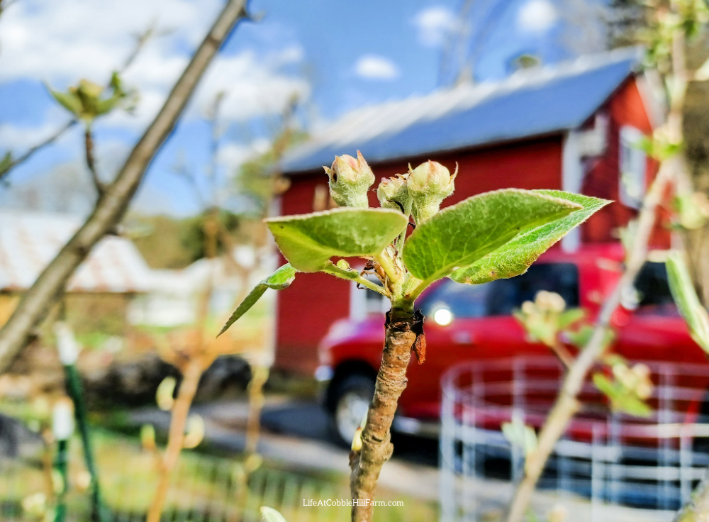 spring pear tree