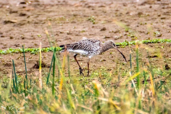 Curlew