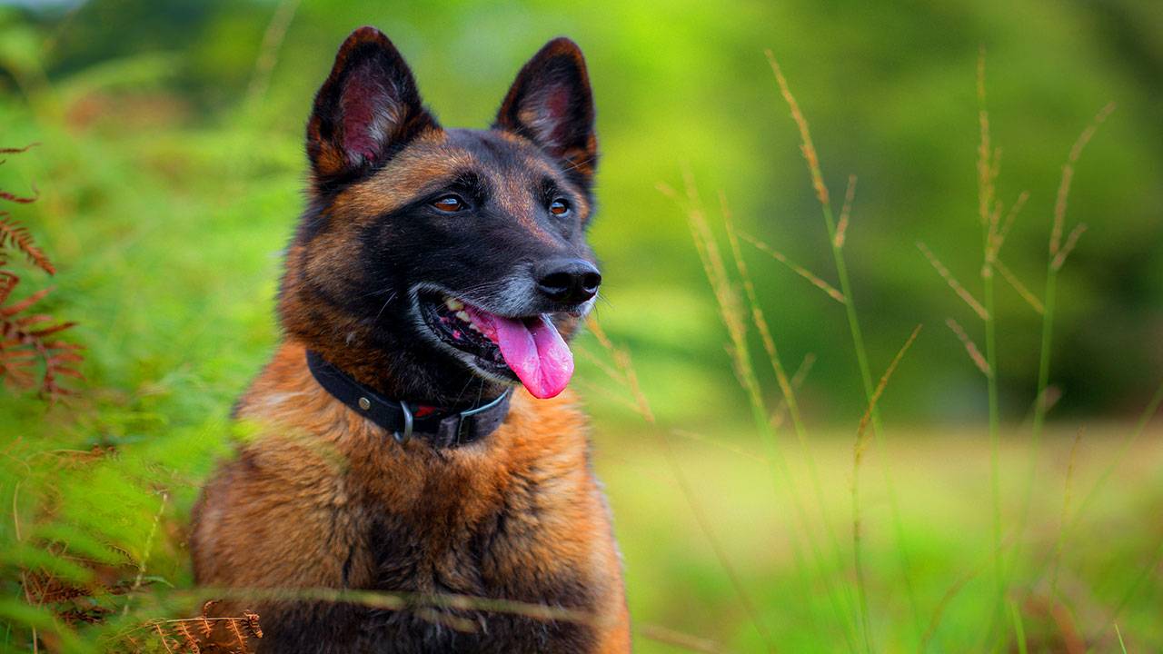 Berger malinois