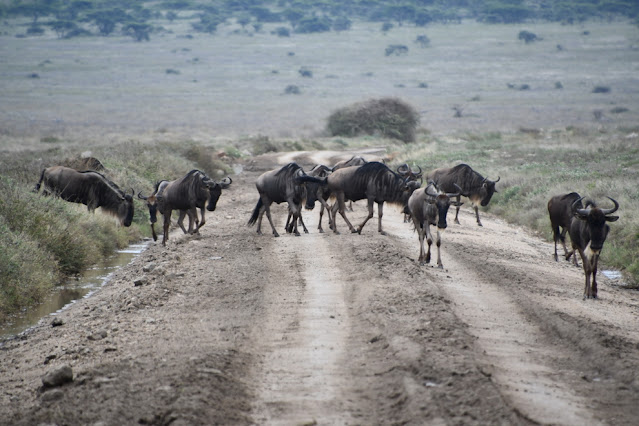 safari tanzania quando ir