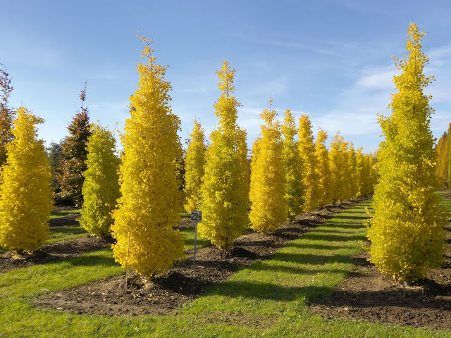 Ginkgo biloba "Blagon"