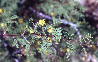 Acacia greggii, Arizona