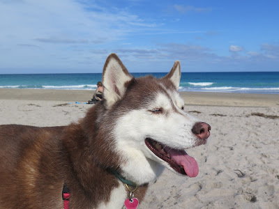 Juno Beach is a dog friendly, Dog Friendly beaches on Florida's East coast.  Jupiter beach allows dogs, dog friendly beaches.  Dog friendly in Florida