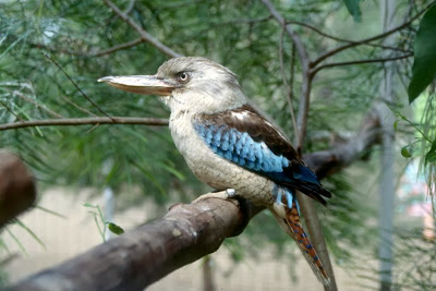 Cucaburra ala azul Dacelo leachii