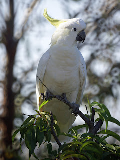 Cacatuidae