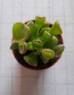 crassula ovata monstruosa