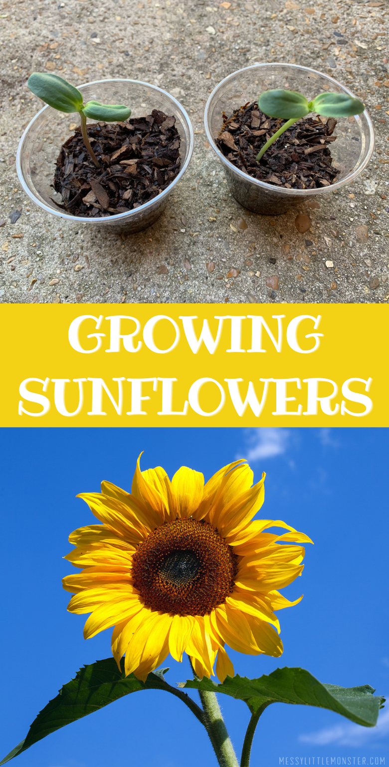 Growing sunflowers in pots. Directions on how to plant sunflowers and top tips.