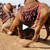 Camels Fighting Festival 