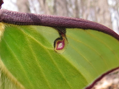 luna moth freshly emerged from cocoon- purple eyespots