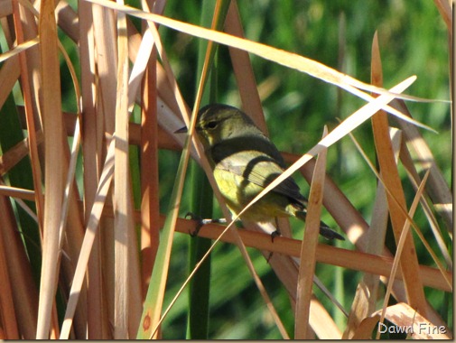 sweetwater wetlands_012