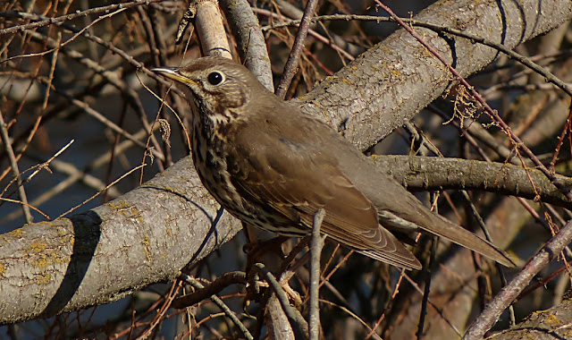 Zorzal común ( Turdus philomelos )