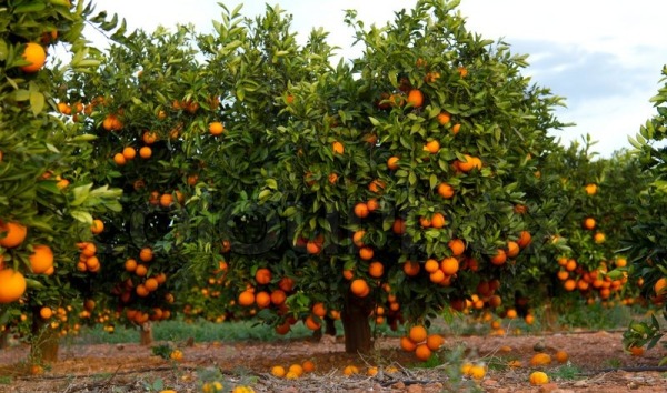 orange tree