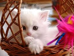 Cute And Funny Images Of White Kitten 51