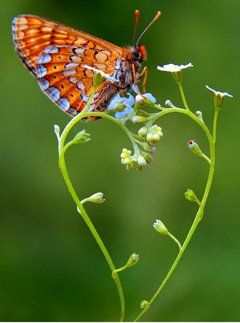 Romantic Nature 10 Coolest And Romantic Nature   Pics image gallery