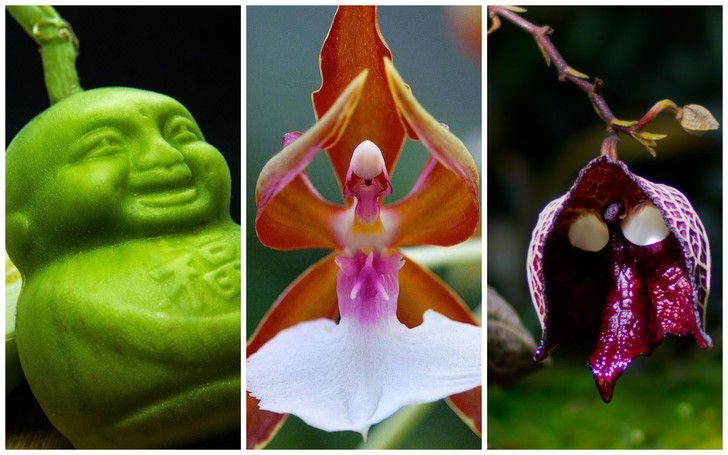It's Stunning: 22 Plants That Look Like Aliens From Another Planet