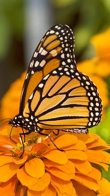 Papel de Parede Borboleta-monarca Wallpaper