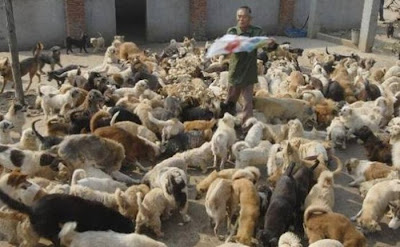Chinese Woman Adopts 1500 Dogs, 200 Cats Seen On  www.coolpicturegallery.us