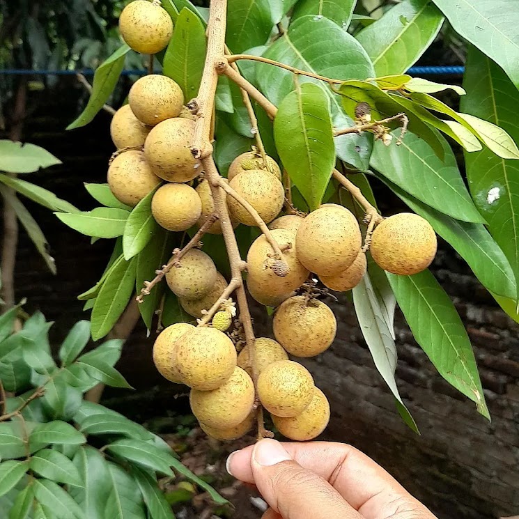 bibit buah kelengkeng kristal tanaman krystal klengkeng paling dicari Batu