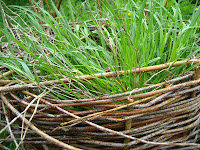 Living willow stool