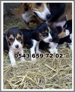  satılık beagle yavruları, satılık yavru beagle, bursada köpek çiftliği, satılık beagle yavruları istanbul, satılık beagle yavruları çanakkale, satılık beagle yavruları eskişehir, satilik beagle yavrulari, satılık beagle yavruları ankara, satılık beagle yavrusu bursa, satılık beagle yavruları antalya, satılık beagle yavrusu muğla, satilik beagle yavruları izmir, sahibinden satılık beagle yavruları, satılık beagle yavruları edirne, satilik beagle yavrulari tekirdağ