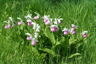 Showy Lady-slipper Orchids Trout Lake, MI