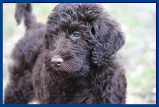 Pictures of labradoodle dogs