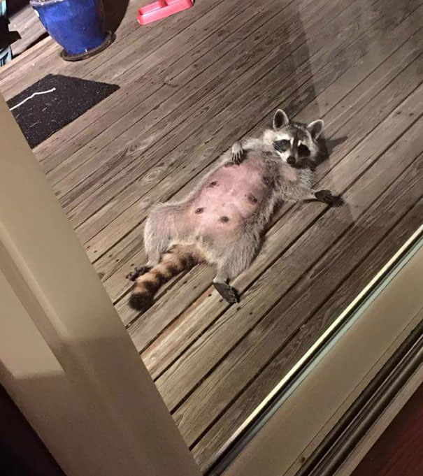 40 Heartwarming Pictures Of Animals - This Is What You See When You Turn Your Porch Light On In Arkansas